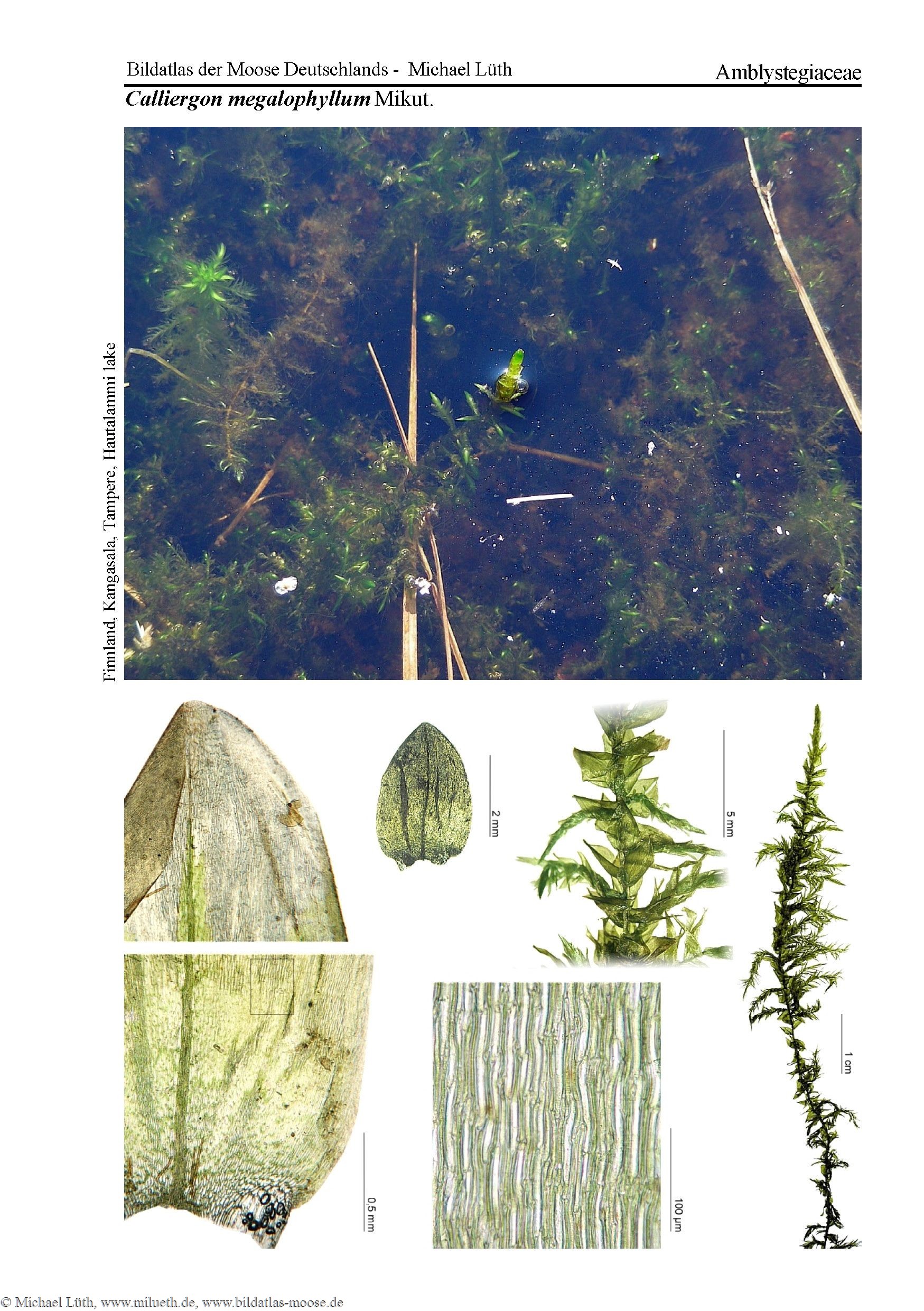 Calliergon megalophyllum